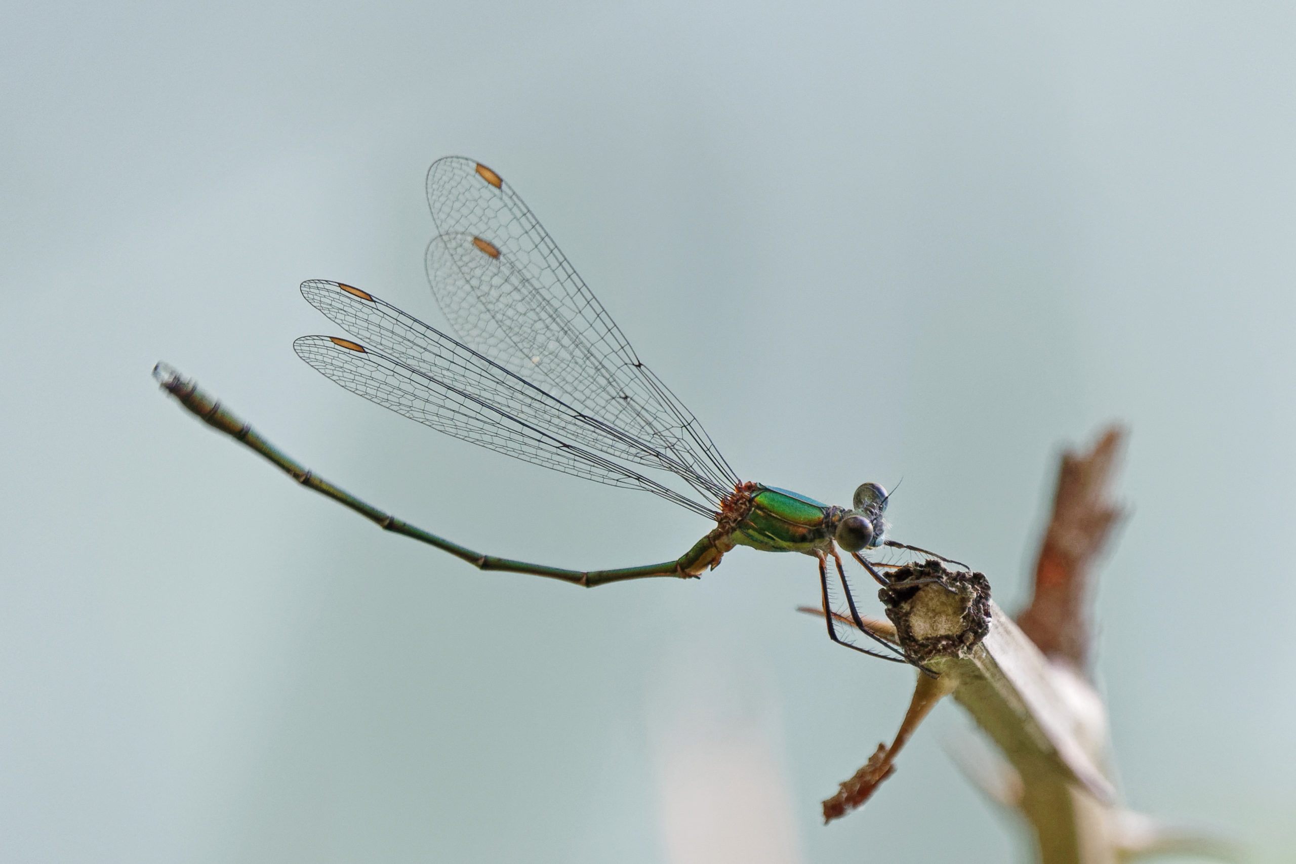2019-09-leste-vert-7