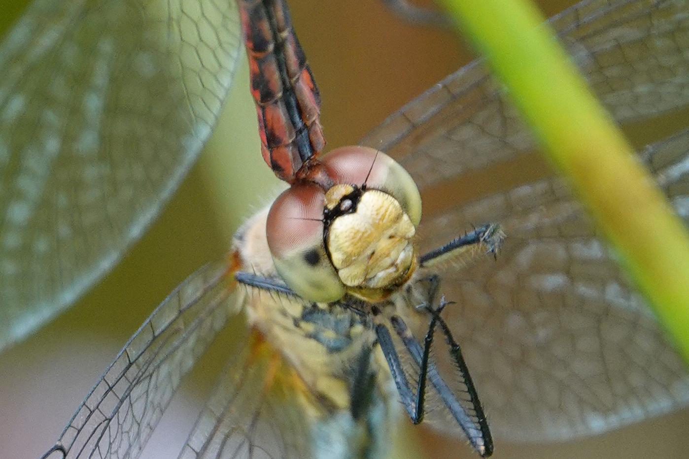 2019-09-sympetrum-rouge-sang