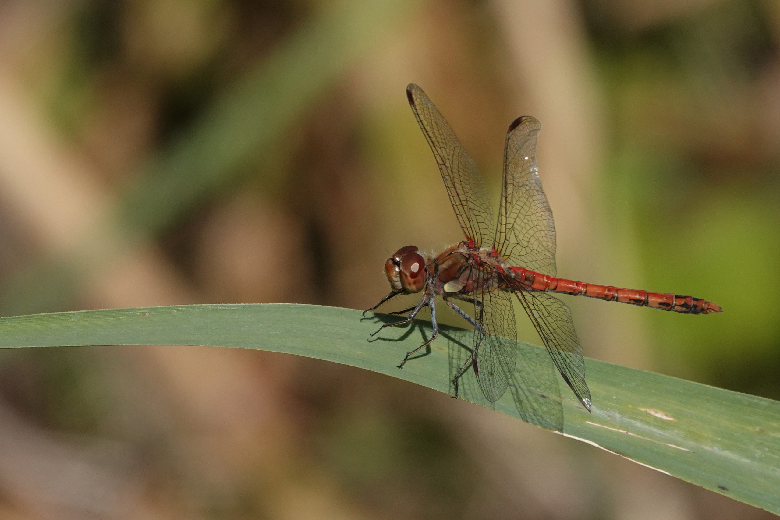 2019-09-sympetrum-striolatum