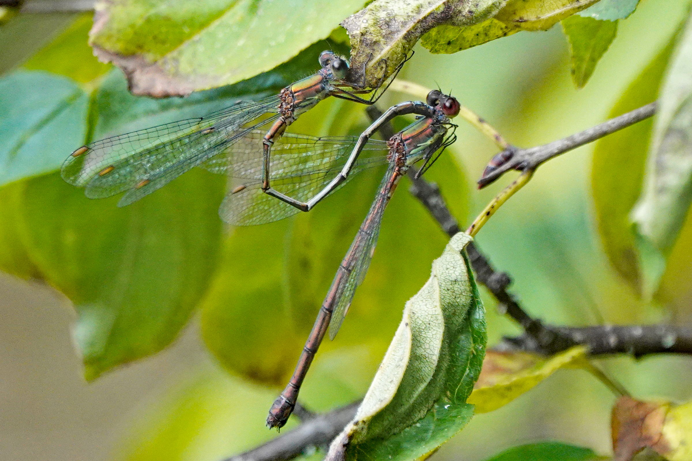 2019-10-Leste-vert-2