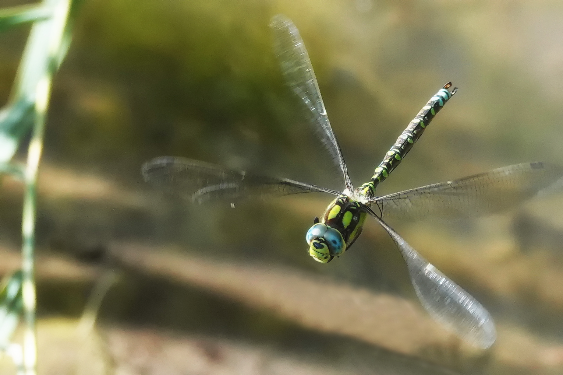 2019-10-aeschne-bleue-1