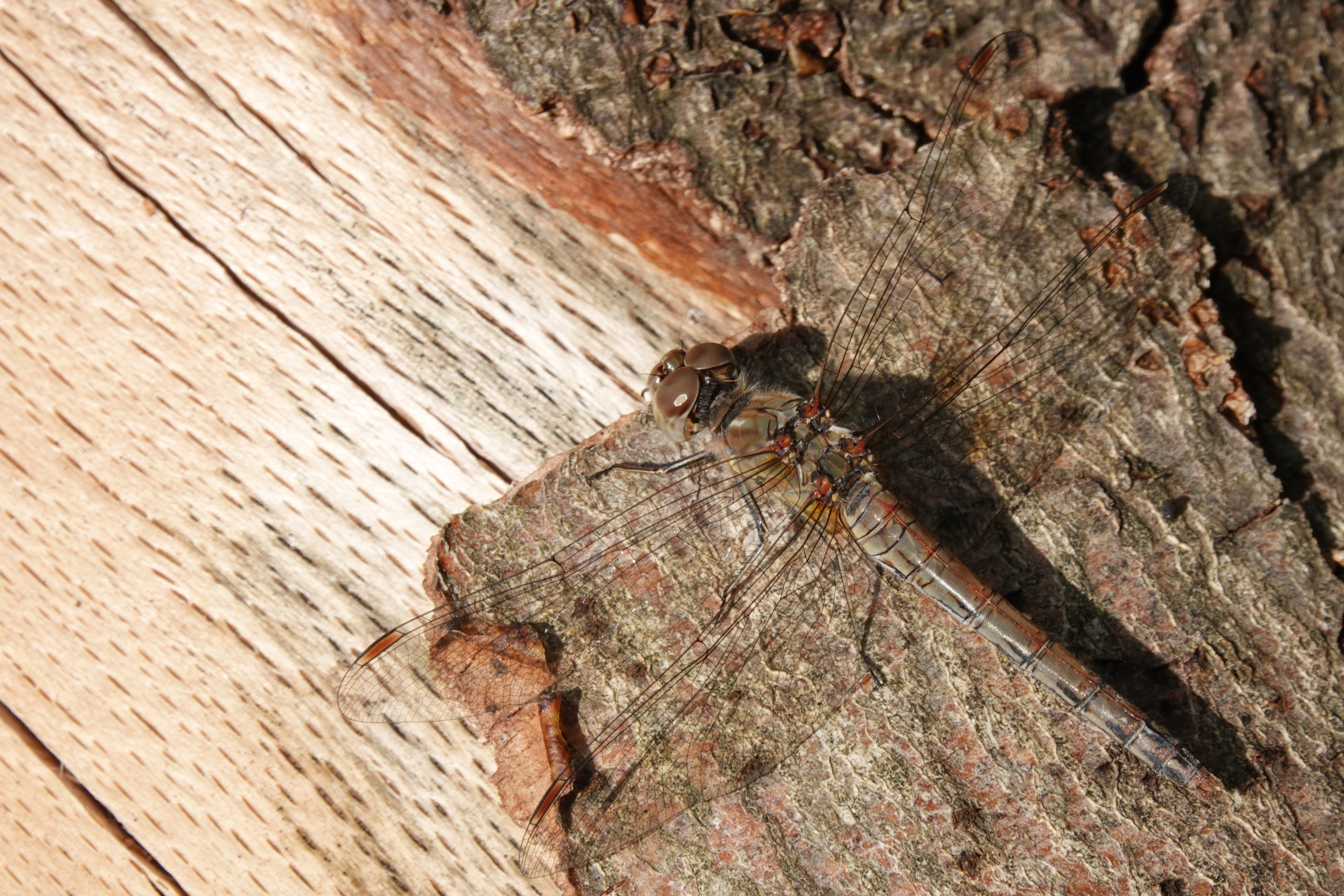 2019-10-sympetrum-striolatum-1