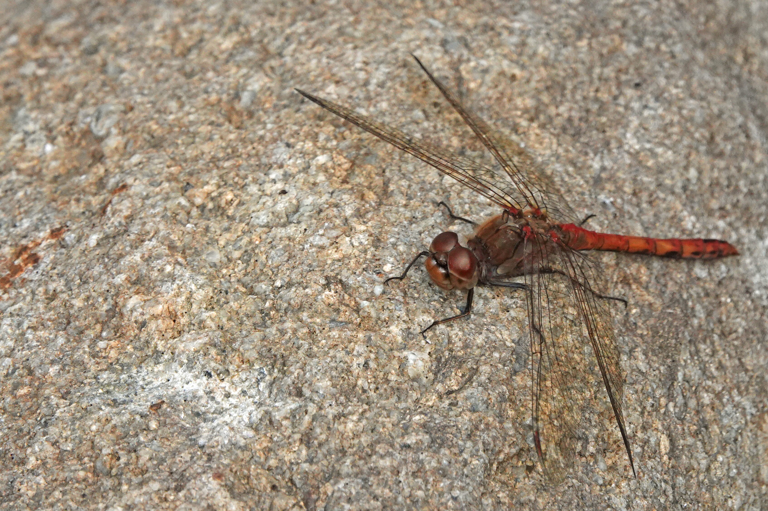 2019-10-sympetrum-striolatum-2