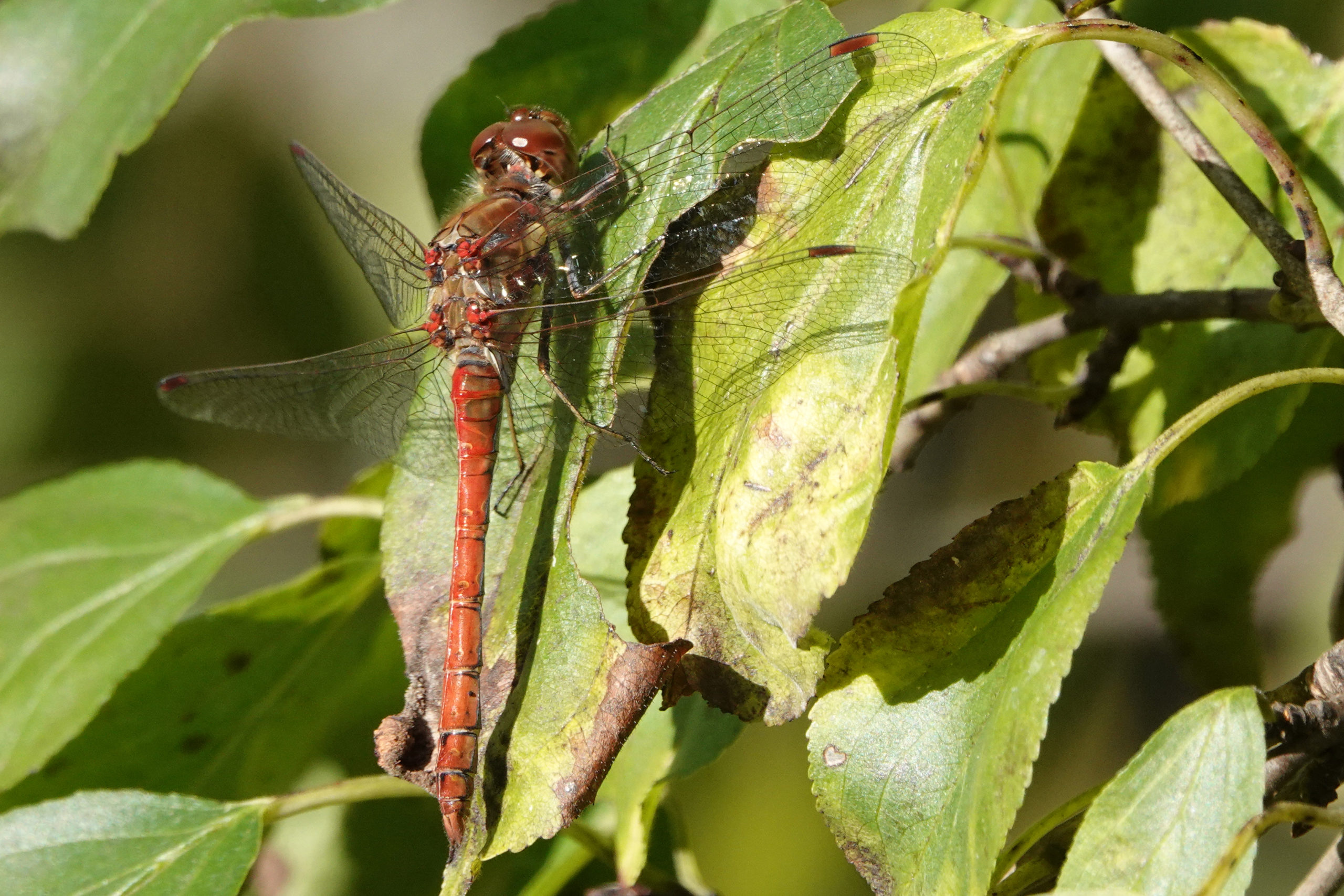 2019-10-sympetrum-striolatum-3
