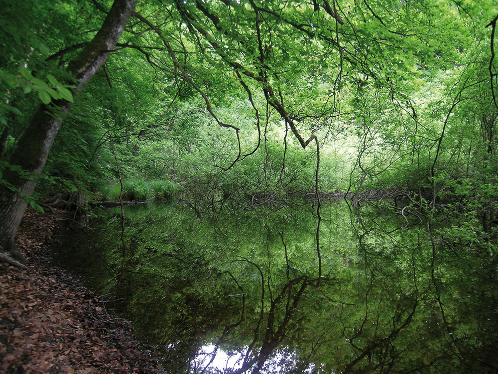 bc19_lac_vert