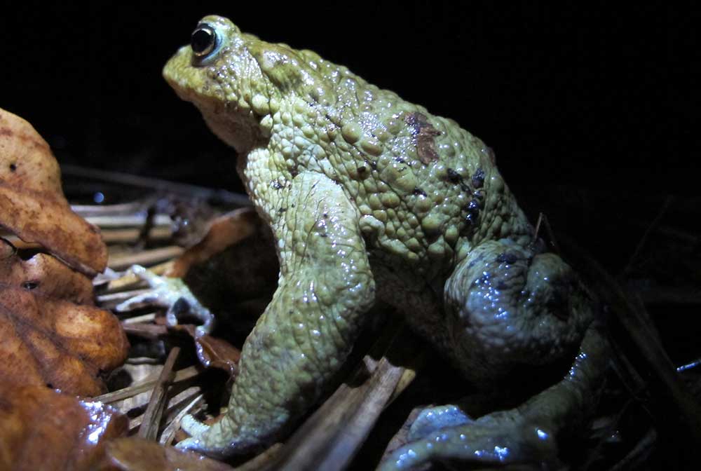 bufo_bufo_tobias_salathe