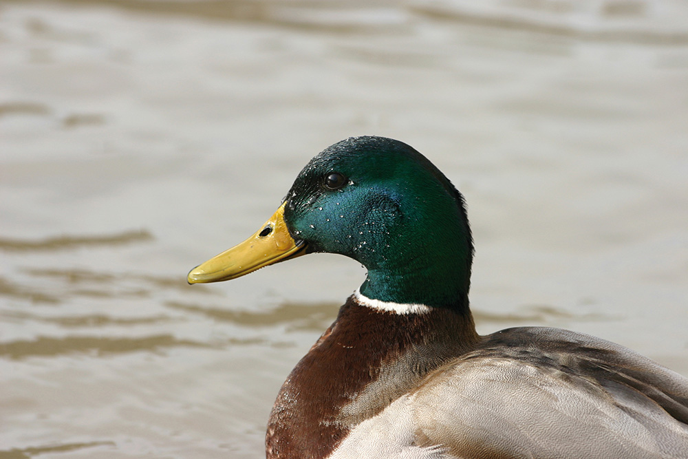 canard_colvert_male_s