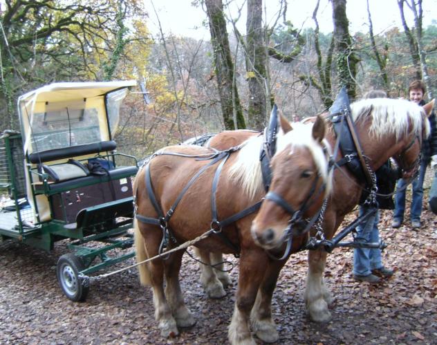 chevaux