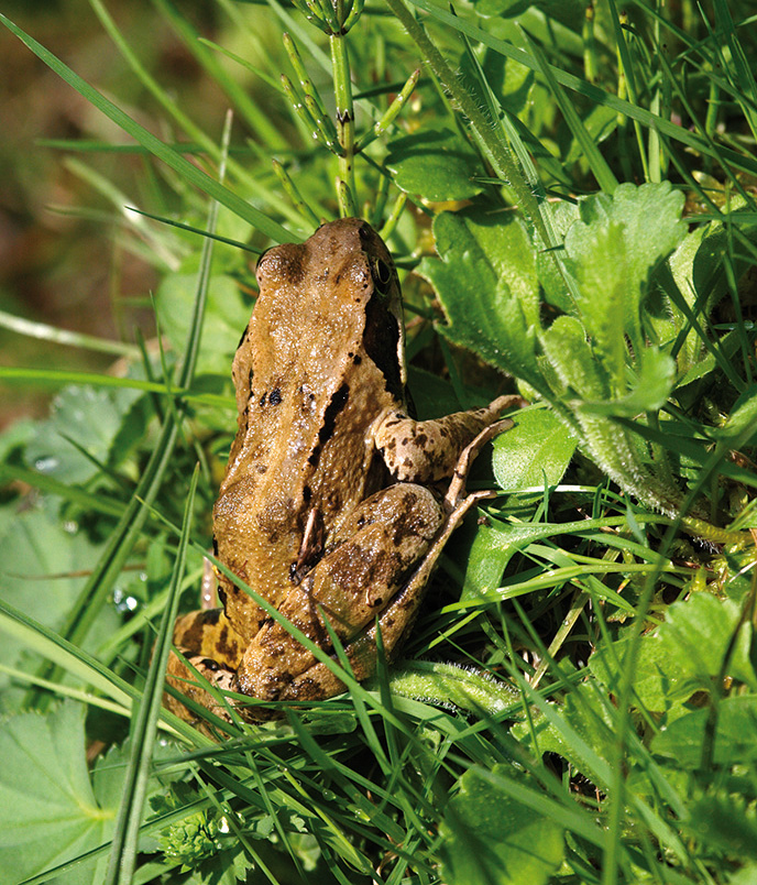 grenouille_rousse_s_0