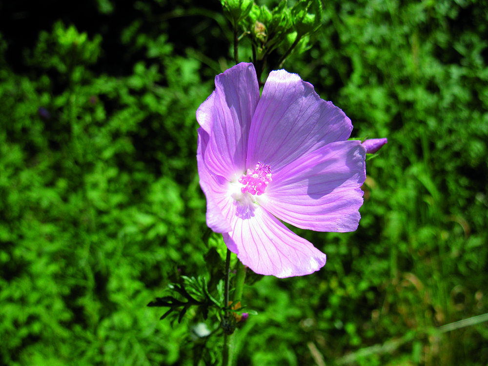 malva_moschata_2_s_0