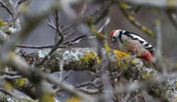 oiseau2