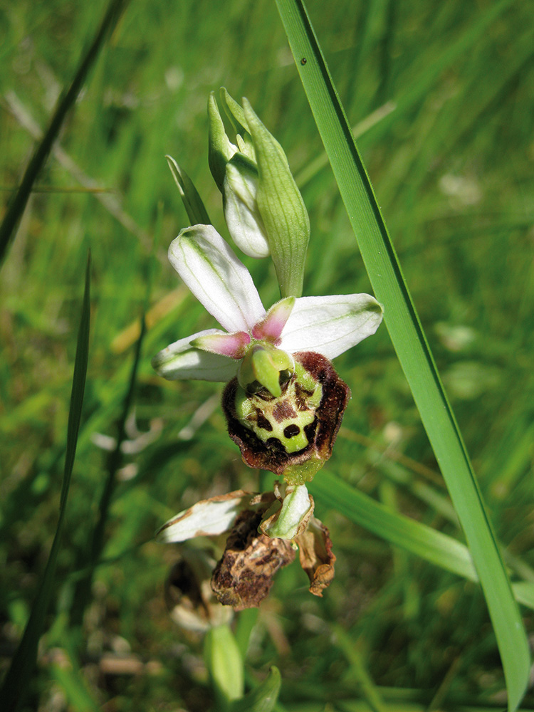 ophrys_holoserica_13_s