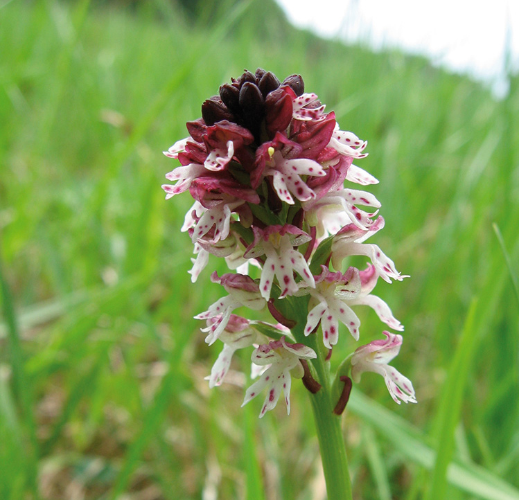 orchis_ustulata_recadr