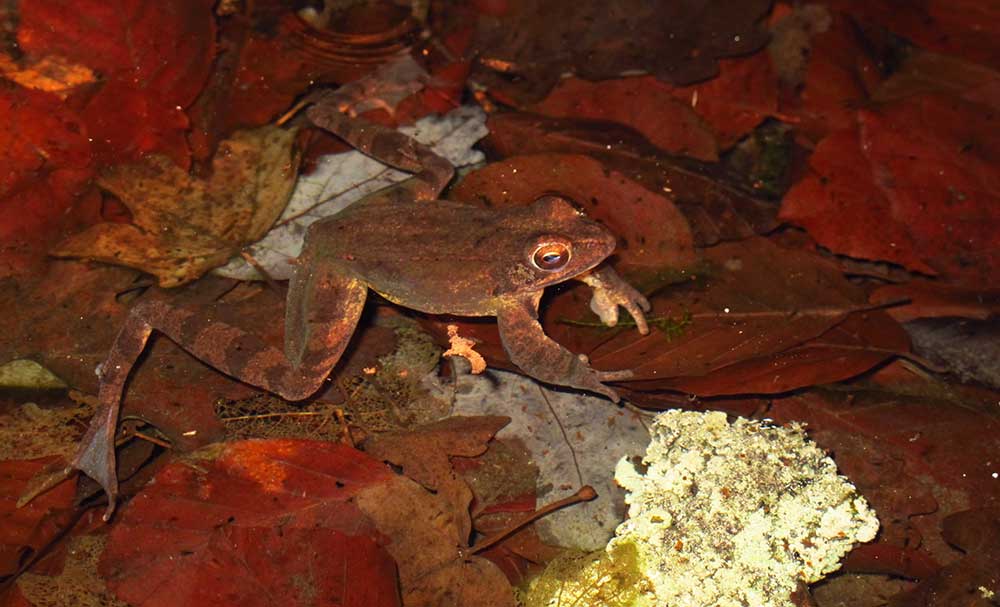 rana_dalmatina_tobias_salathe